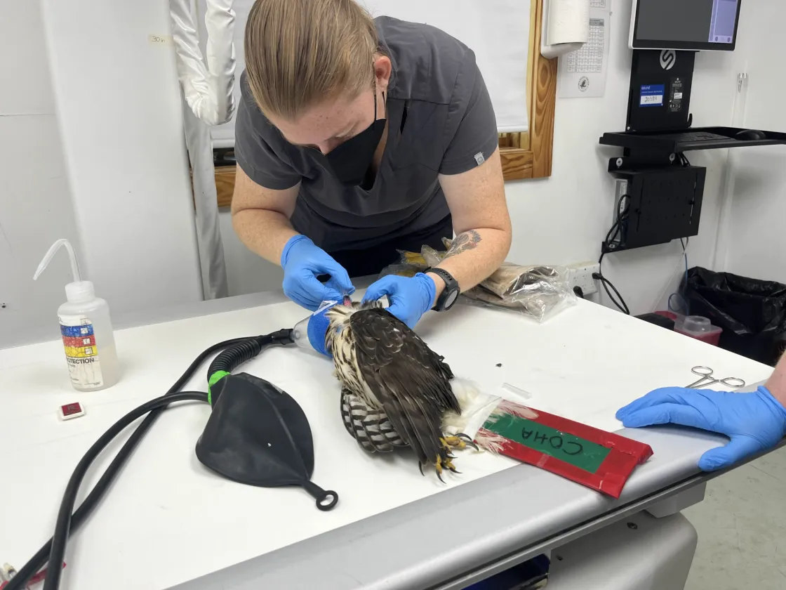 A vet student doing an exam on a Cooper's Hawk 