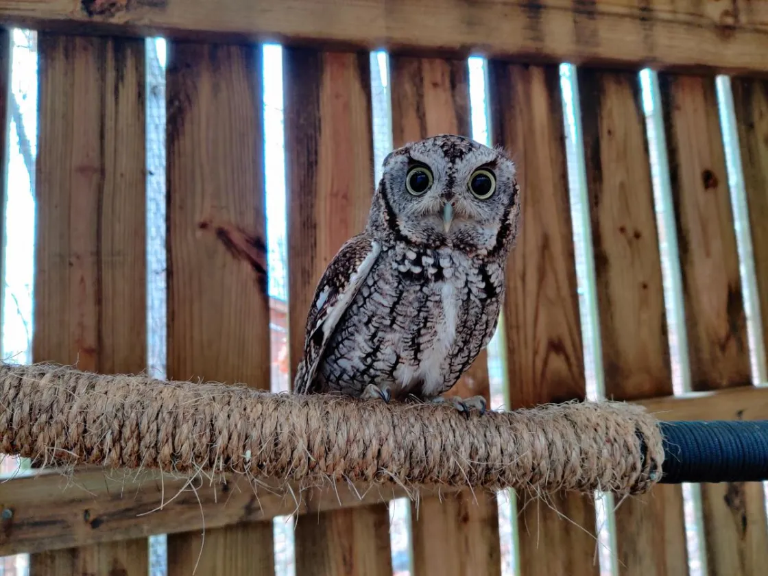 Owl perched in flight enclosure