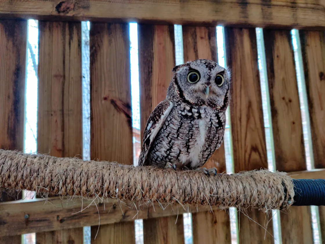 Eastern Screech-owl Sitting on Perch in Enclosure