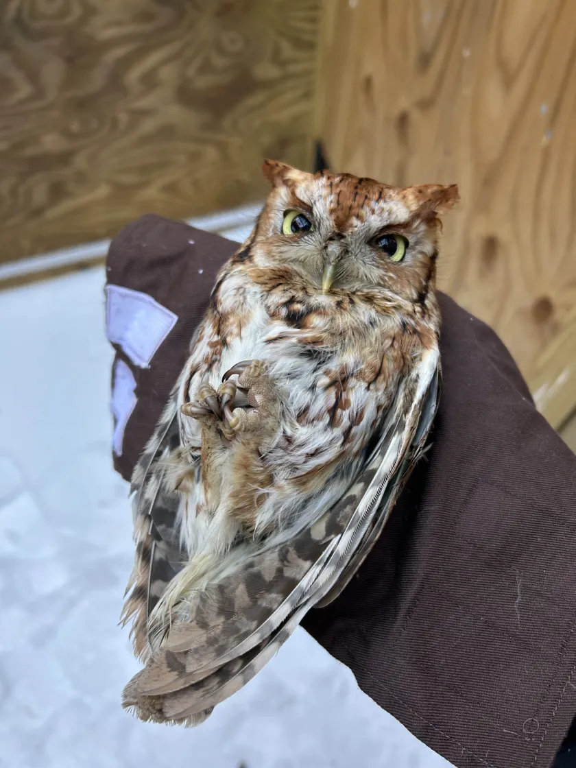 Closeup of an Eastern Screech-Owl patient