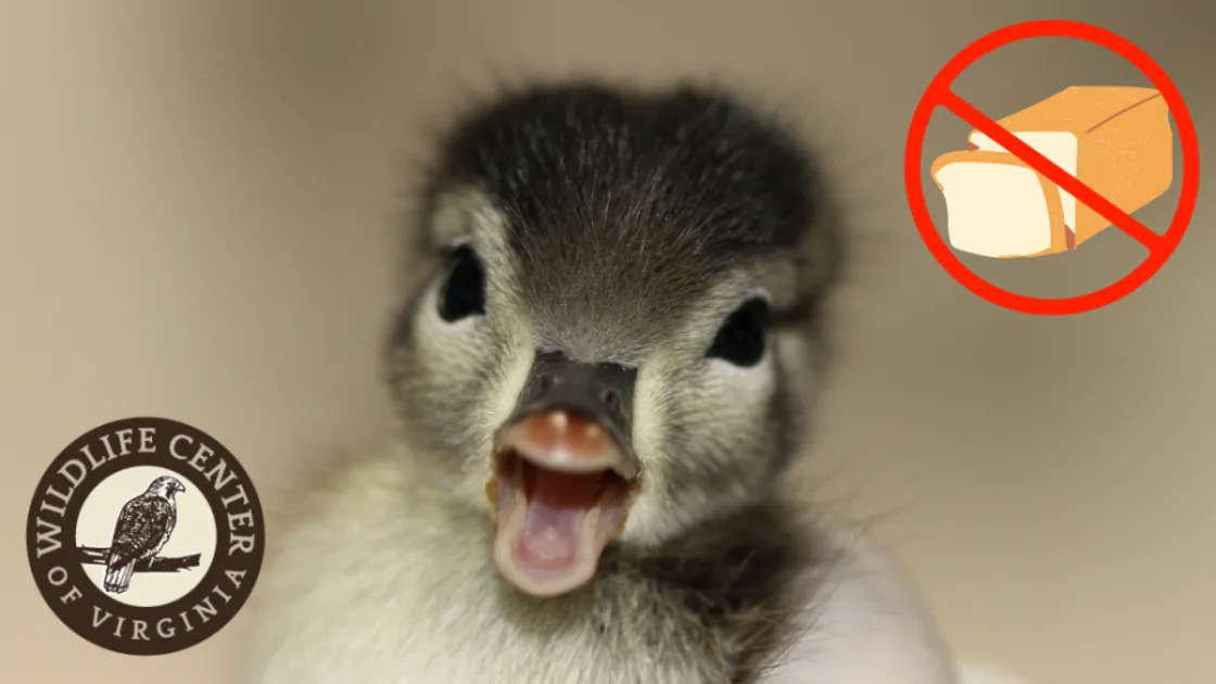 closeup of duckling with no feeding graphic
