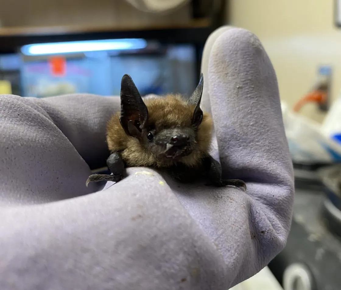 Big brown bat patient in gloved hand