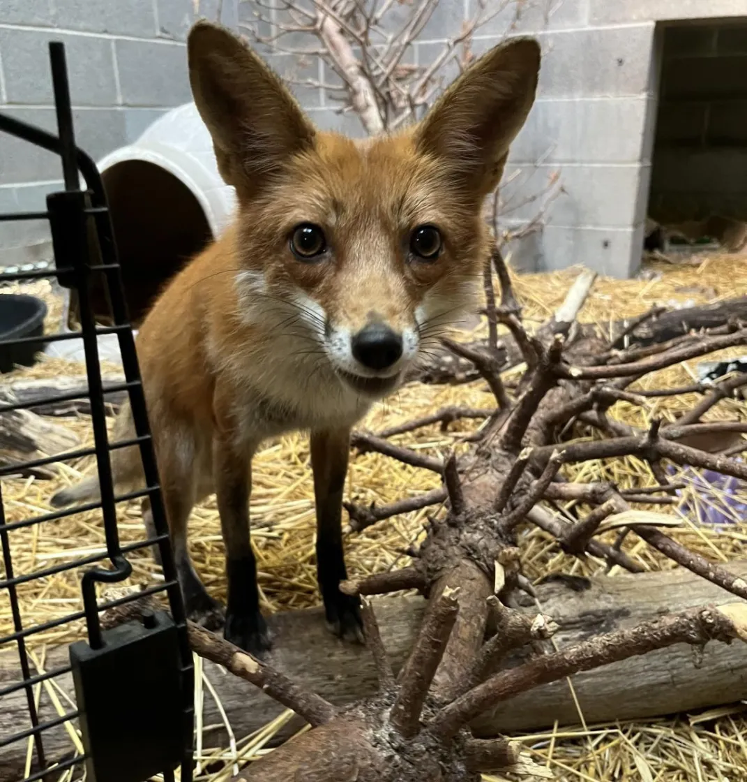fox patient in enclosure