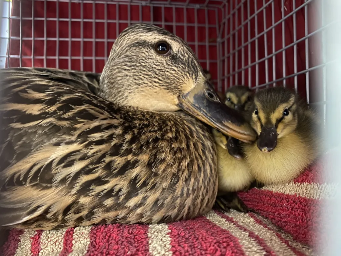 Mallard hen and her ducklings resting inside a crate
