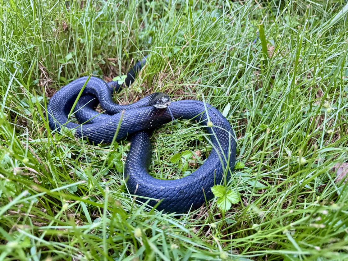 Ratsnake patient in the wild