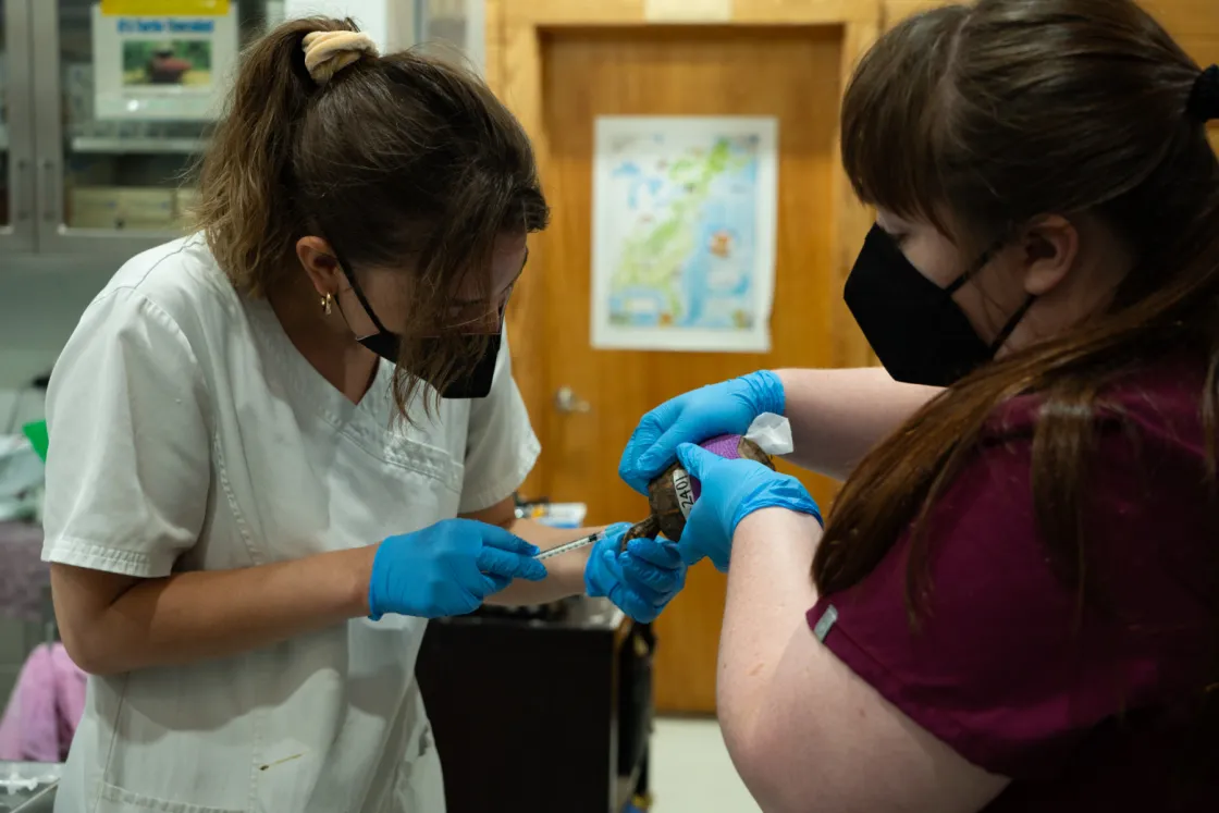 Veterinarian helping a student draw blood from a box turtle