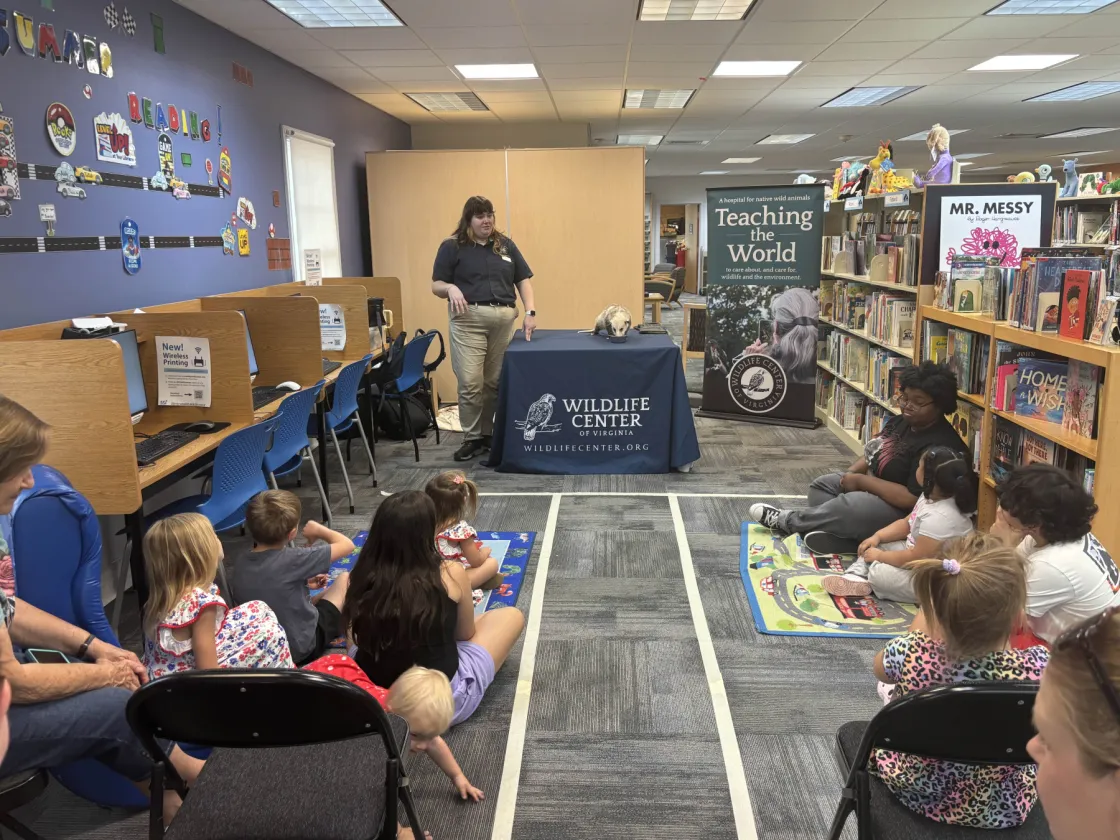 An opossum eats a meal on a table in front of audience members inside a library.