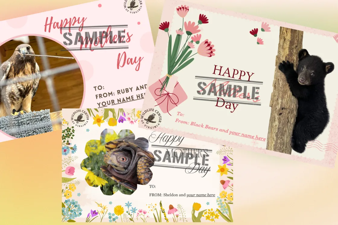 Sampler of Digital Cards for Mother's Day 