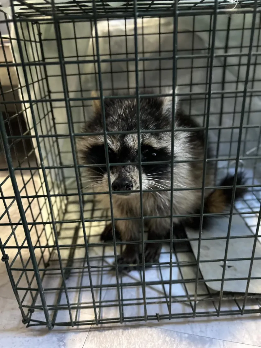 racoon patient in enclosure