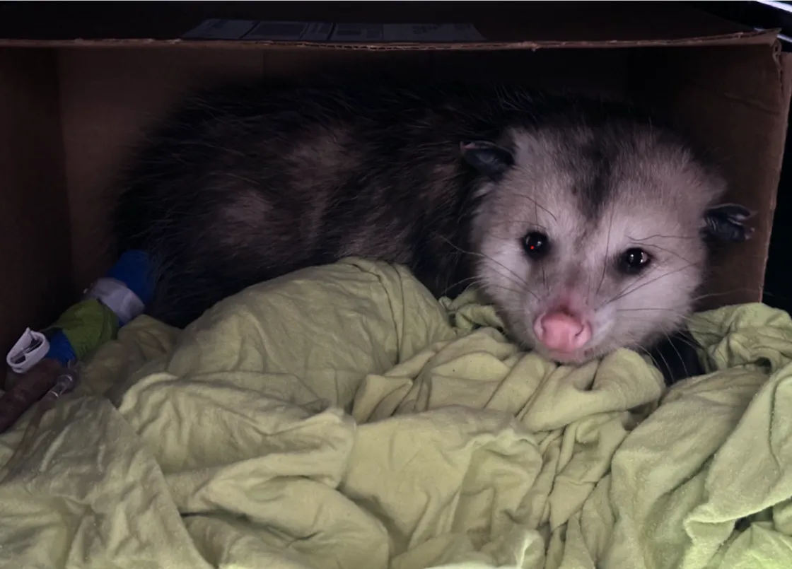 opossum patient in treatment