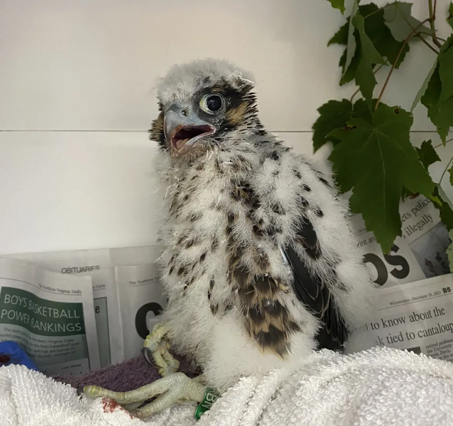 Peregrine Falcon Chick #24-1590 sitting upright in its enclosure