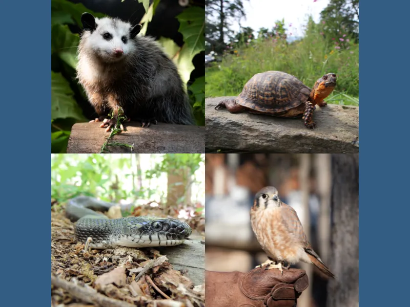 A collage of a Virginia Opossum, a Woodland Box Turtle, an Eastern Ratsnake, and an American Kestrel.