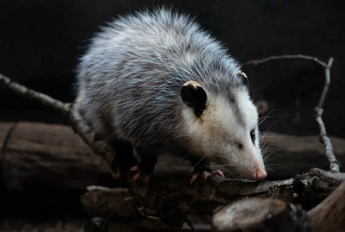 Oliver the Virginia Opossum
