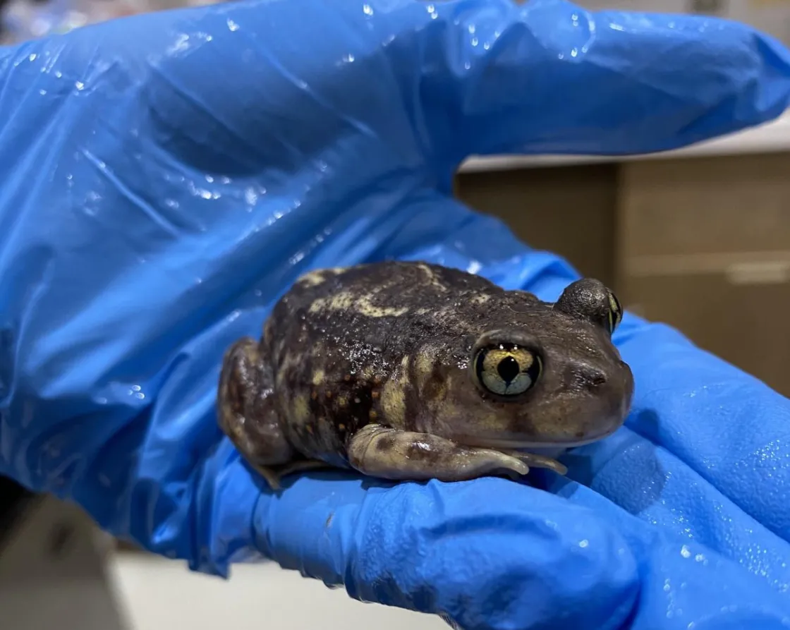 Spadefoot toad held in gloved hand in clinic