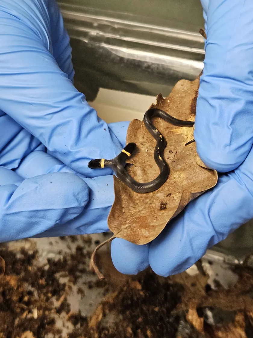 Rehab stafff holding the bicephalic ring-necked snake with gloved hands