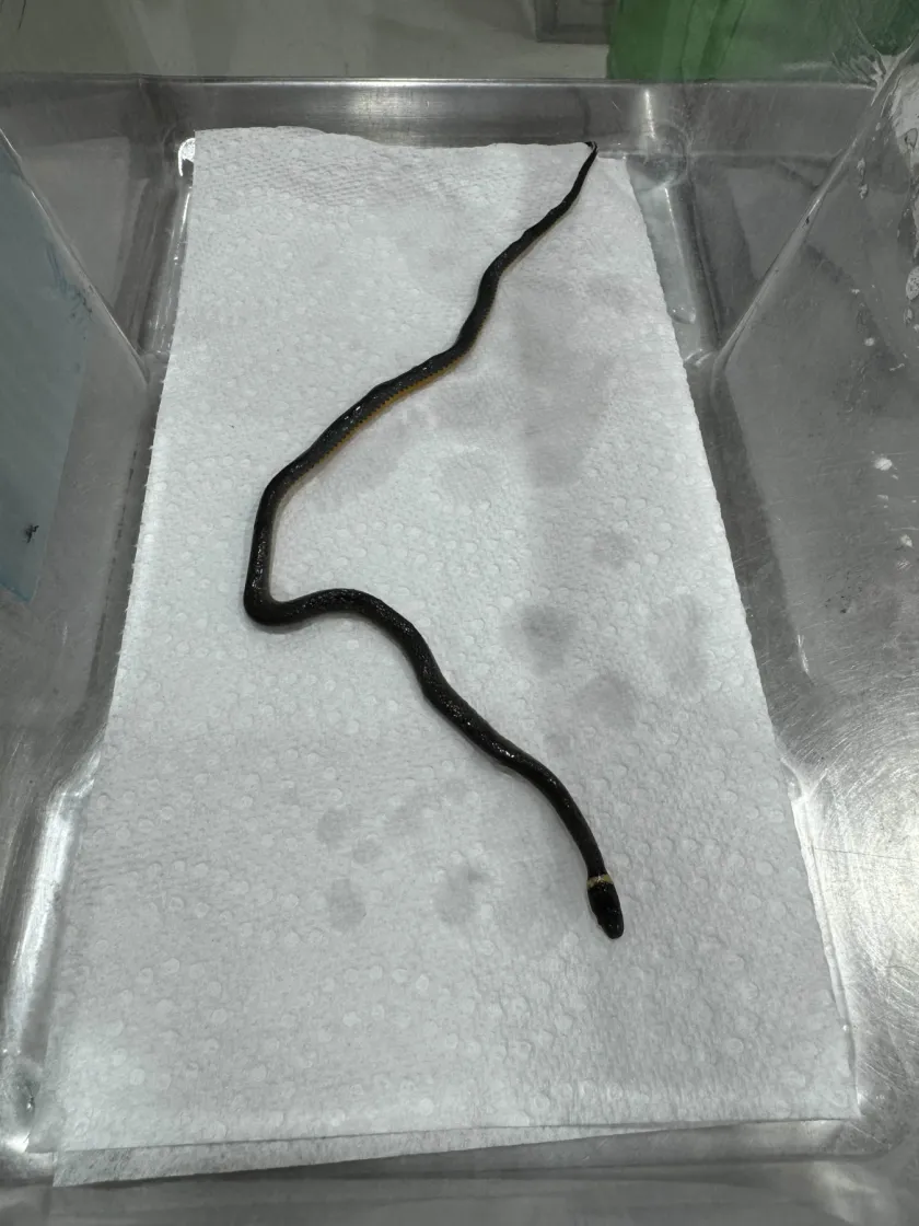 A Ring-necked Snake, the Center's 100,000th patient, resting in a container after being removed from a glue trap
