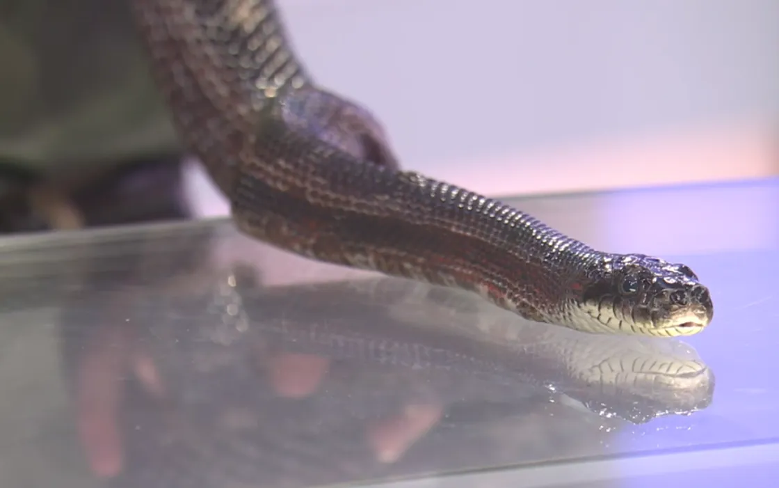 Allegheny the Central Ratsnake on the desk of CBS19 news station