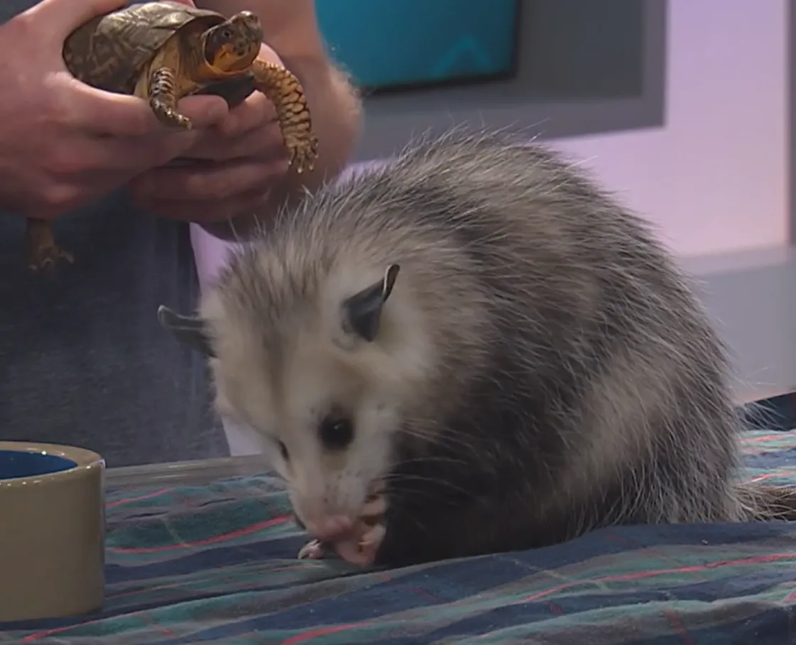 Wilson the Woodland Box Turtle and Lucy the Virginia Opossum at the CBS19 studio