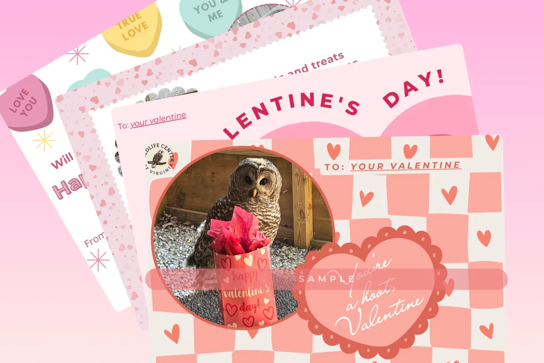 Caring for Critters Valentine examples