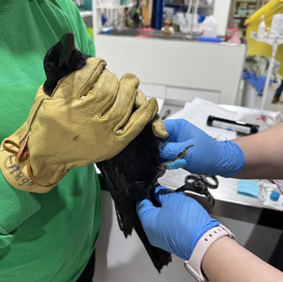 A crow being held by the vet team for treatment 