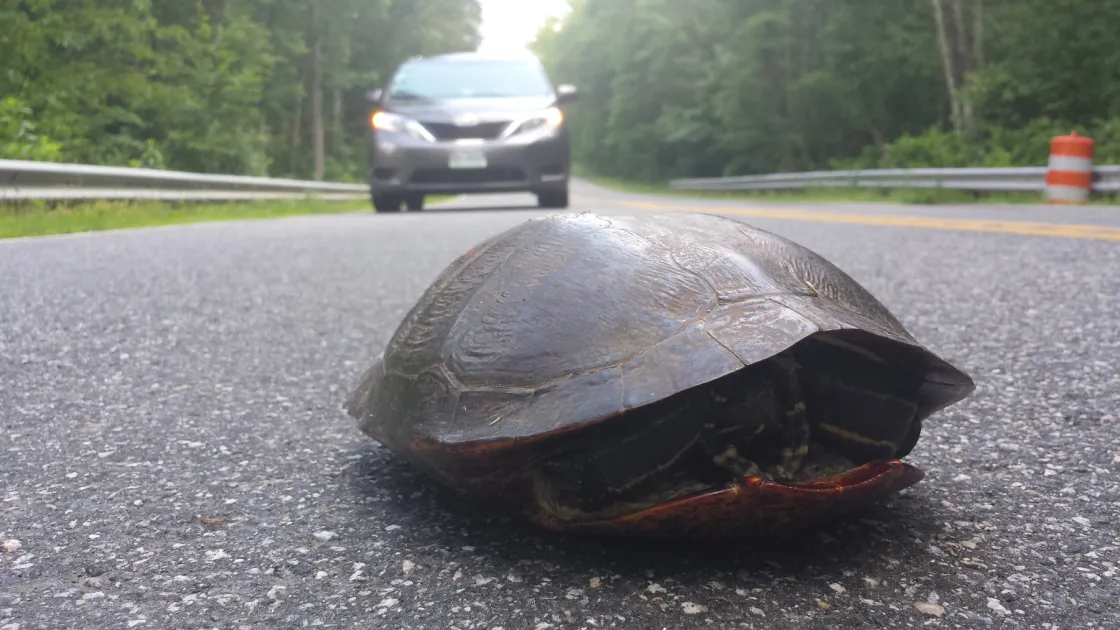 a turtle on the road as a van approaches 