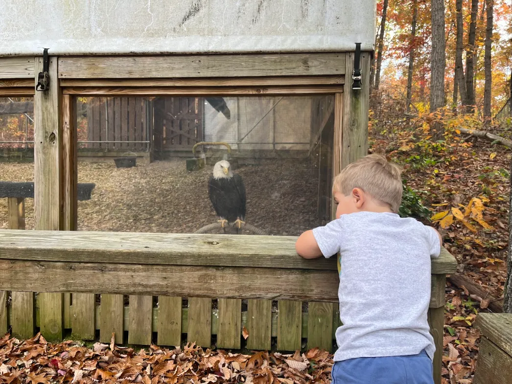 small boy and bald eagle looking at each other