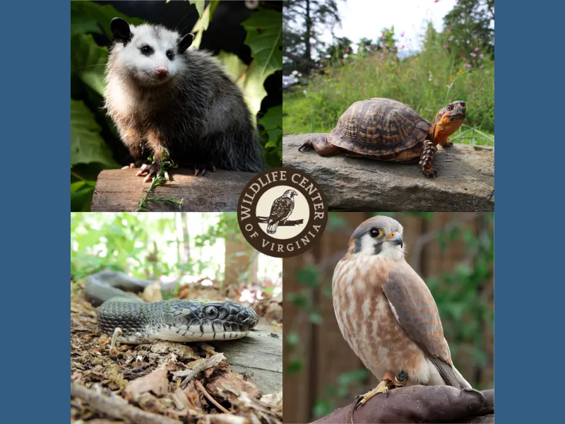 A collage of a Virginia Opossum, a Woodland Box Turtle, an Eastern Ratsnake, and an American Kestrel.