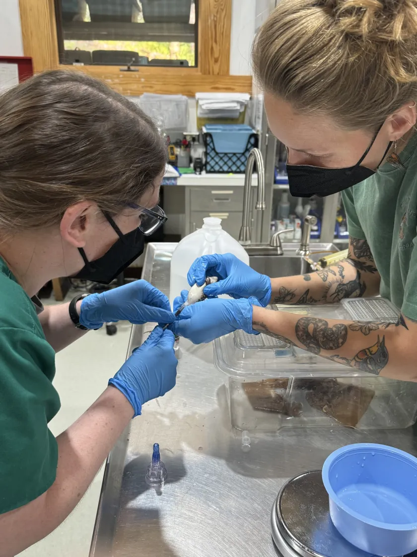 Wildlife Center staff performing a blood draw on a green frog patient.