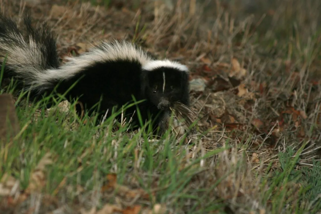 Skunk walking through medium high grass