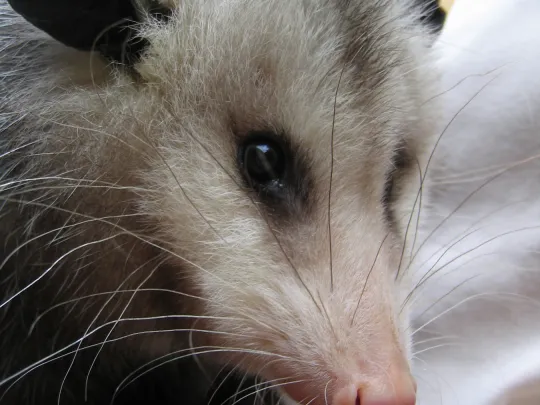 Lily the Virginia Opossum
