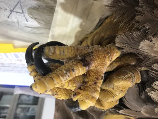 The feet of a Bald Eagle that was entangled in fishing line.
