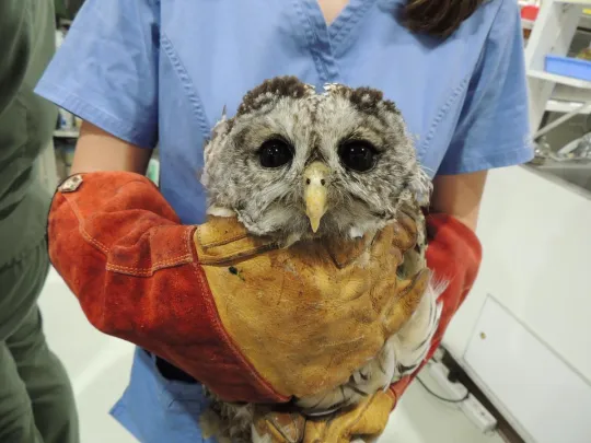 A Barred Owl entangled in fishing line.
