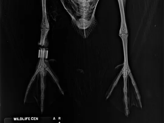 Radiographs of a Canada Goose entangled in fishing line. 