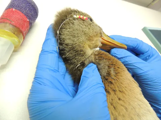 a young duck with a fishing line and lure wrapped around its head