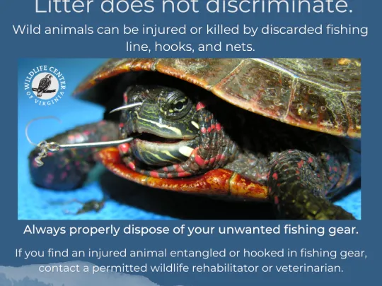 Litter does not discriminate meme with a painted turtle. 