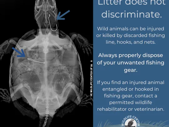 Litter does not discriminate meme with a radiograph of a turtle.