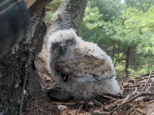 The owlet back in its nest with its sibling