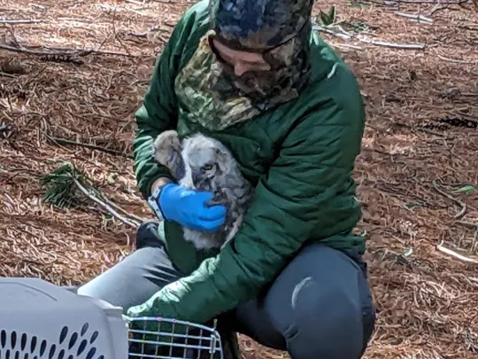 Dr. Olivia at the nesting tree preparing to re-nest the owl