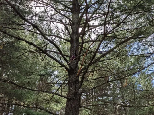 Dr. Olivia and her partner setting up the gear to climb the tree