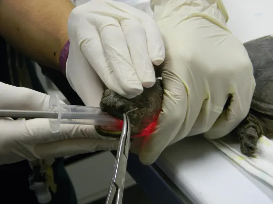 Surgery for a snapping turtle with a hook stuck in its throat.