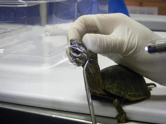 A Musk turtle with a fishing hook coming from its mouth