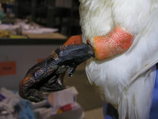 The necrotic leg of a duck entangled in fishing line 