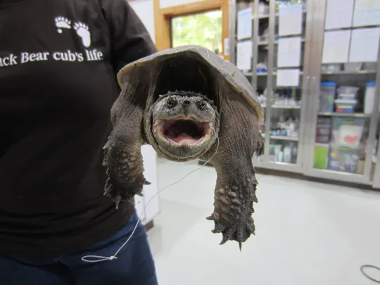 A snapping turtle with a fish hook and line protruding from its mouth.