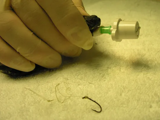 A turtle recovers from surgery after a fish hook removal