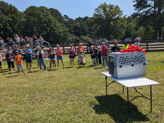 Bald Eagle prepares to fly out of a crate at release time 