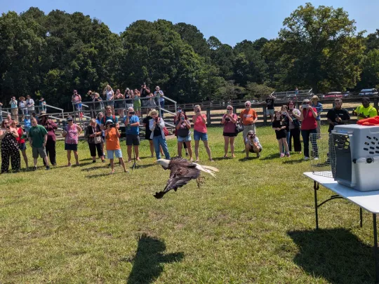 A crowd of people watches as a Bald Eagle is released