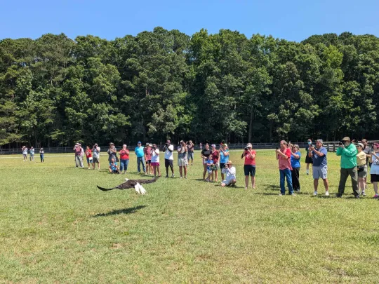 A crowd of people watches as a Bald Eagle is released