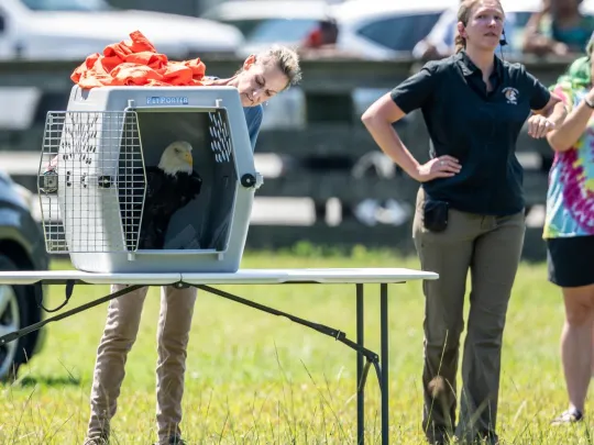 The Bald Eagle sits in a crate just prior to flying free. 