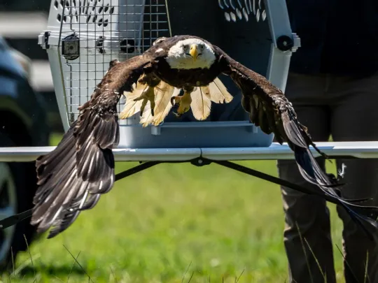 A Bald Eagle flies free