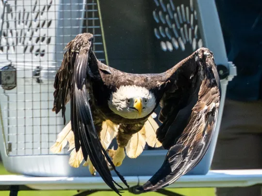 A Bald Eagle flies free